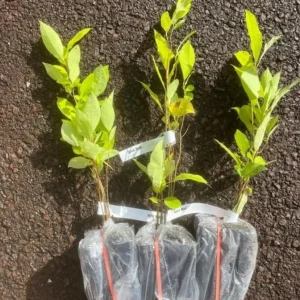 Spicebush Live Plant – Quart Pot – Dormant in Winter – Native Shrub - Image 7