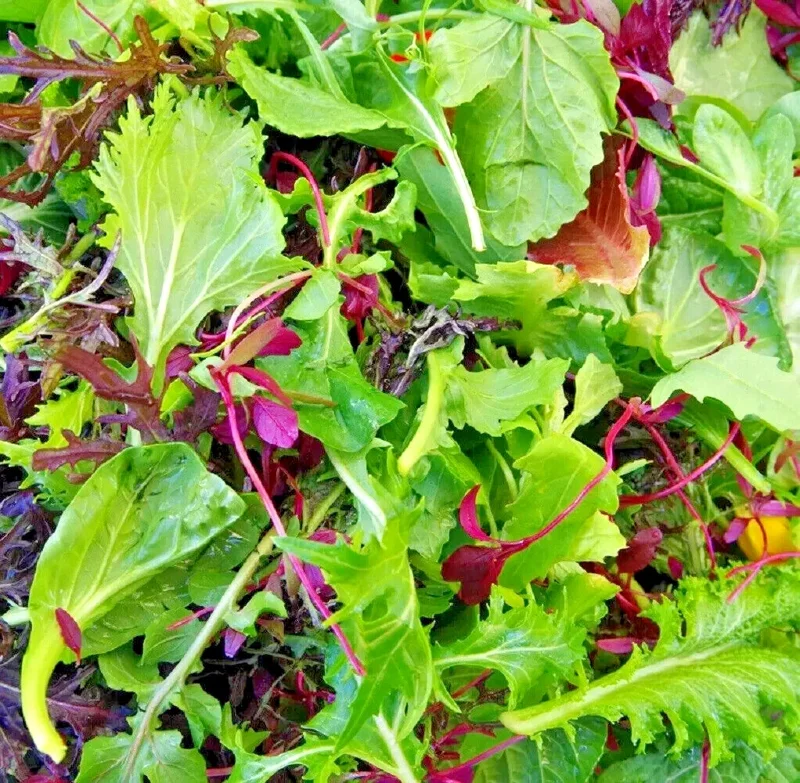 Spicy Salad Lettuce Mix Seeds - Heirloom, Non-GMO, High Germination Vegetable Seeds for Indoor & Outdoor Gardens - Image 1