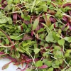 Spicy Salad Microgreen Seeds - Non GMO Heirloom High Germination - Edible Indoor/Outdoor - Image 1