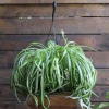 Spider Plant (Chlorophytum Comosum) Live Plant – 4 inch Pot – Indoor Houseplant - Image 1