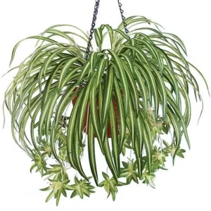 Spider Plant (Chlorophytum Comosum) Live Plant – 4 inch Pot – Indoor Houseplant - Image 3