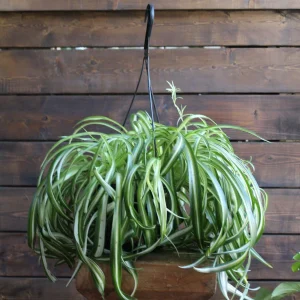 Spider Plant (Chlorophytum Comosum) Live Plant – 4 inch Pot – Indoor Houseplant - Image 1
