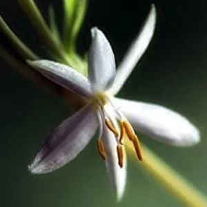 Spider Plant Live Plant - 10
