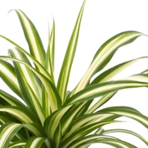 Spider Plant Live Plant - 10