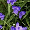Spiderwort (Tradescantia virginiana) Bare-root Perennial Plant | Blue-Violet Flowers - Image 1
