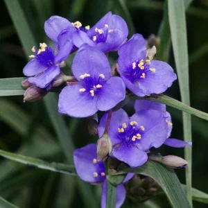 Spiderwort (Tradescantia virginiana) Bare-root Perennial Plant | Blue-Violet Flowers - Image 2