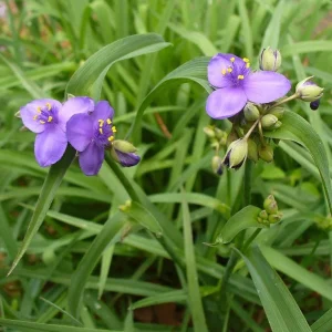 Spiderwort (Tradescantia virginiana) Bare-root Perennial Plant | Blue-Violet Flowers - Image 3