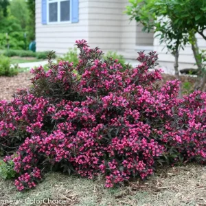 Spilled Wine Weigela Live Plant – Red Leaves, Magenta Flowers – 4 inch Pot – Outdoor Shrub - Image 2