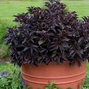 Spilled Wine Weigela Live Plant – Red Leaves, Magenta Flowers – 4 inch Pot – Outdoor Shrub - Image 4