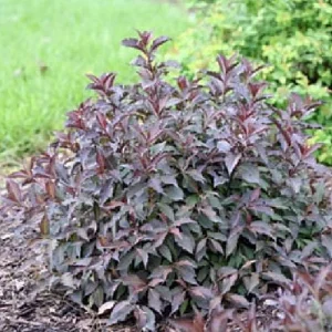 Spilled Wine Weigela Live Plant – Red Leaves, Magenta Flowers – 4 inch Pot – Outdoor Shrub - Image 5
