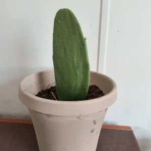 Spineless Prickly Pear Cactus Edible Live Plant – Well-Rooted - Image 1