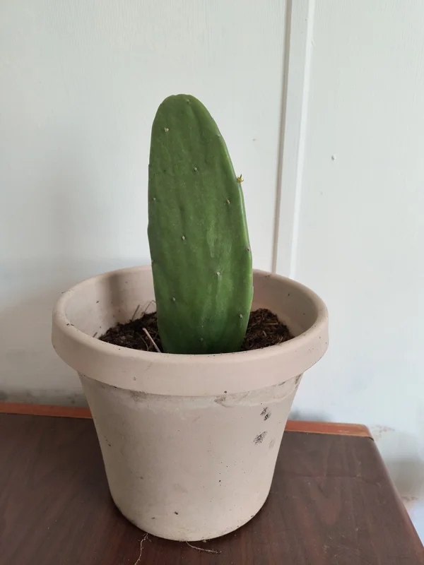 Spineless Prickly Pear Cactus Edible Live Plant – Well-Rooted - Image 1