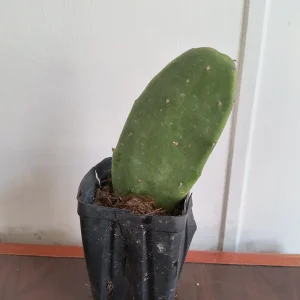 Spineless Prickly Pear Cactus Edible Live Plant – Well-Rooted - Image 2