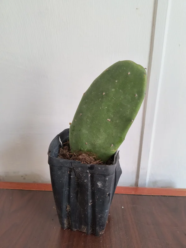 Spineless Prickly Pear Cactus Edible Live Plant – Well-Rooted - Image 2