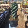 Spiral Cactus Cereus Forbesii Spiralis Live Plant 1 Gallon Pot Rare Rooted - Image 1