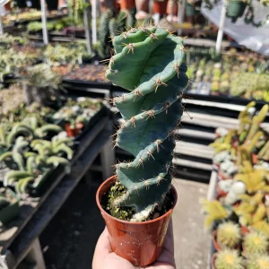 Spiral Cactus Live Plant - Cereus Forbesii Spiralis - 3.5in Pot - Rooted Rare Cactus - Image 1