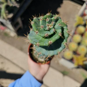 Spiral Cactus Live Plant - Cereus Forbesii Spiralis - 3.5in Pot - Rooted Rare Cactus - Image 3