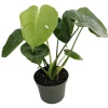 Split Leaf Philodendron - Monstera Deliciosa Live Plant 4 inch Pot Indoor - Image 1