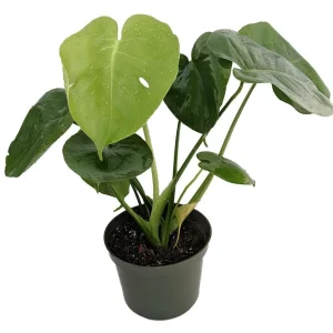 Split Leaf Philodendron - Monstera Deliciosa Live Plant 4 inch Pot Indoor - Image 1