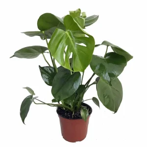 Split Leaf Philodendron - Monstera Deliciosa Live Plant 4 inch Pot Indoor - Image 4