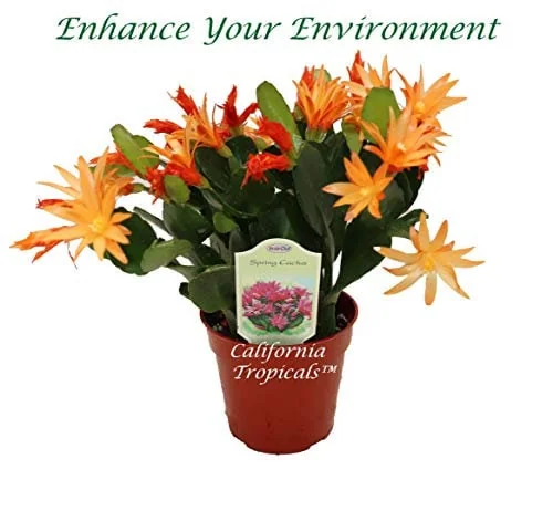 Spring Cactus Live Plant – 4 inch Pot – Surprise Bloom Color – Indoor/Outdoor - Image 1