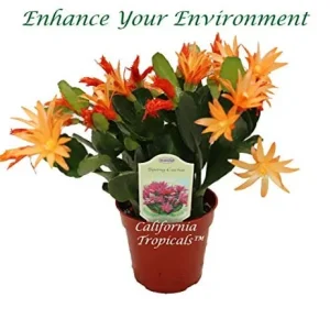 Spring Cactus Live Plant – 4 inch Pot – Surprise Color Bloom – Indoor Houseplant - Image 1