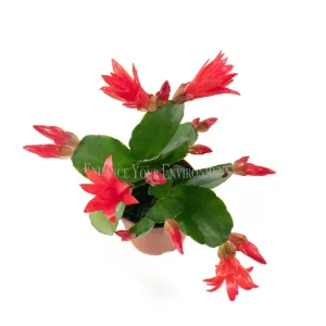 Spring Cactus Surprise Color Live Plant – 2 inch Pot – Indoor - Image 3