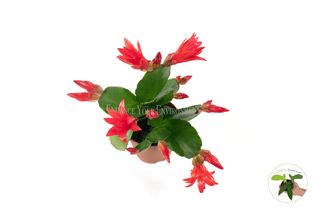 Spring Cactus Surprise Color Live Plant – 2 inch Pot – Indoor Flowering Plant - Image 3