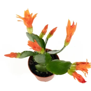 Spring Cactus Surprise Color Live Plant – 2 inch Pot – Indoor Flowering Plant - Image 1