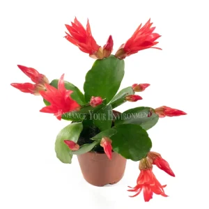 Spring Cactus Surprise Color Live Plant – 2 inch Pot – Indoor - Image 4