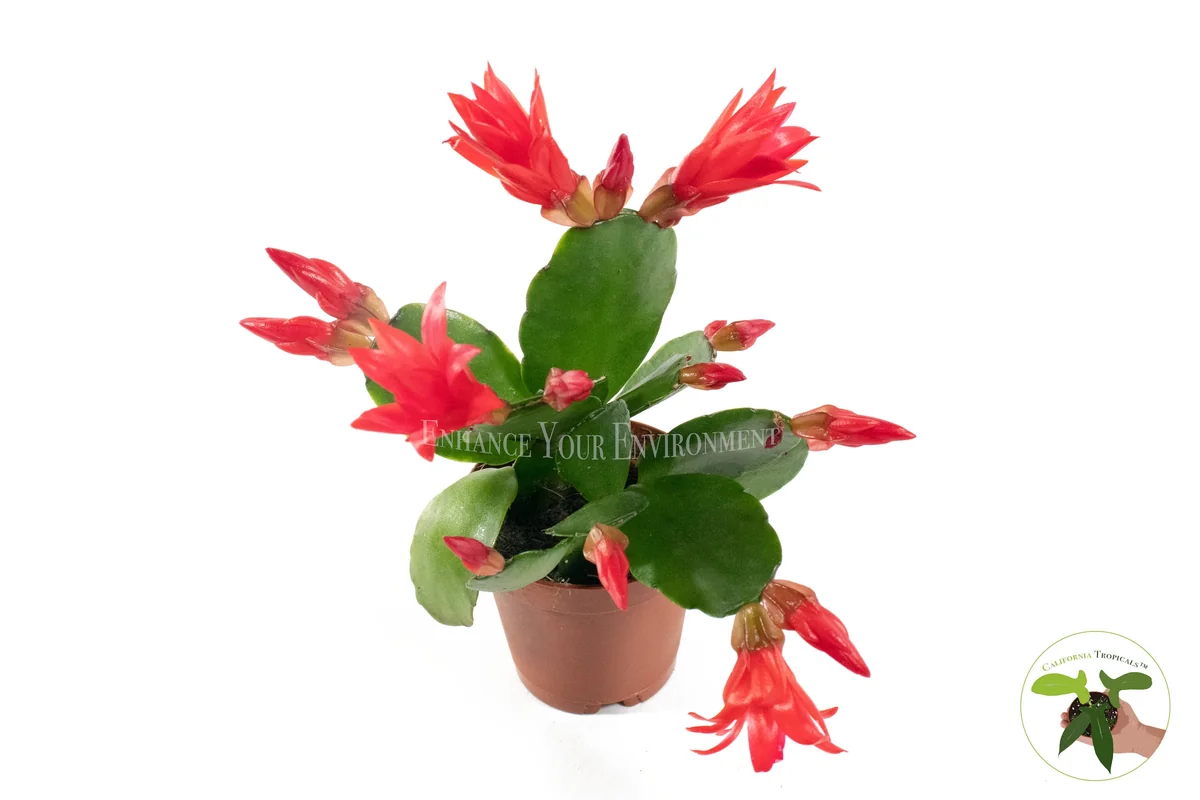 Spring Cactus Surprise Color Live Plant – 2 inch Pot – Indoor Flowering Plant - Image 4