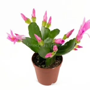 Spring Cactus Surprise Color Live Plant – 2 inch Pot – Indoor - Image 5
