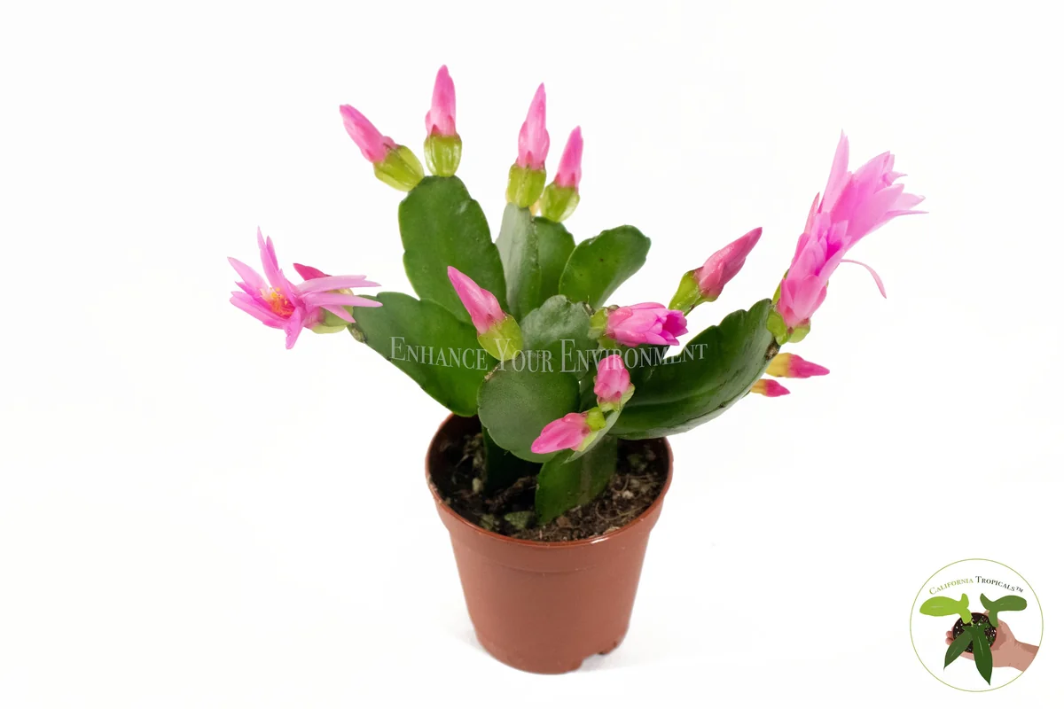 Spring Cactus Surprise Color Live Plant – 2 inch Pot – Indoor Flowering Plant - Image 5