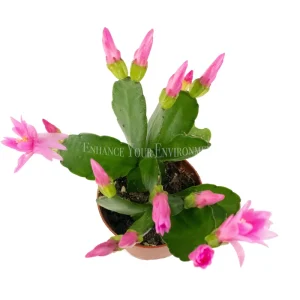 Spring Cactus Surprise Color Live Plant – 2 inch Pot – Indoor Flowering Plant - Image 6