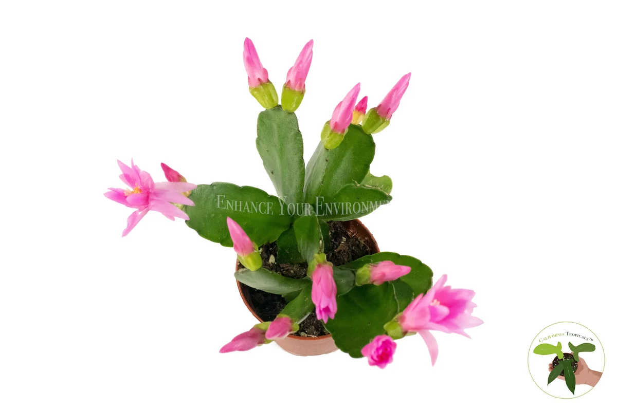 Spring Cactus Surprise Color Live Plant – 2 inch Pot – Indoor Flowering Plant - Image 6
