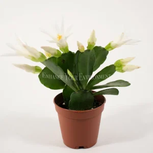 Spring Cactus Surprise Color Live Plant – 2 inch Pot – Indoor Flowering Plant - Image 7