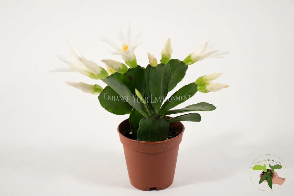 Spring Cactus Surprise Color Live Plant – 2 inch Pot – Indoor Flowering Plant - Image 7