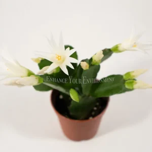 Spring Cactus Surprise Color Live Plant – 2 inch Pot – Indoor Flowering Plant - Image 8