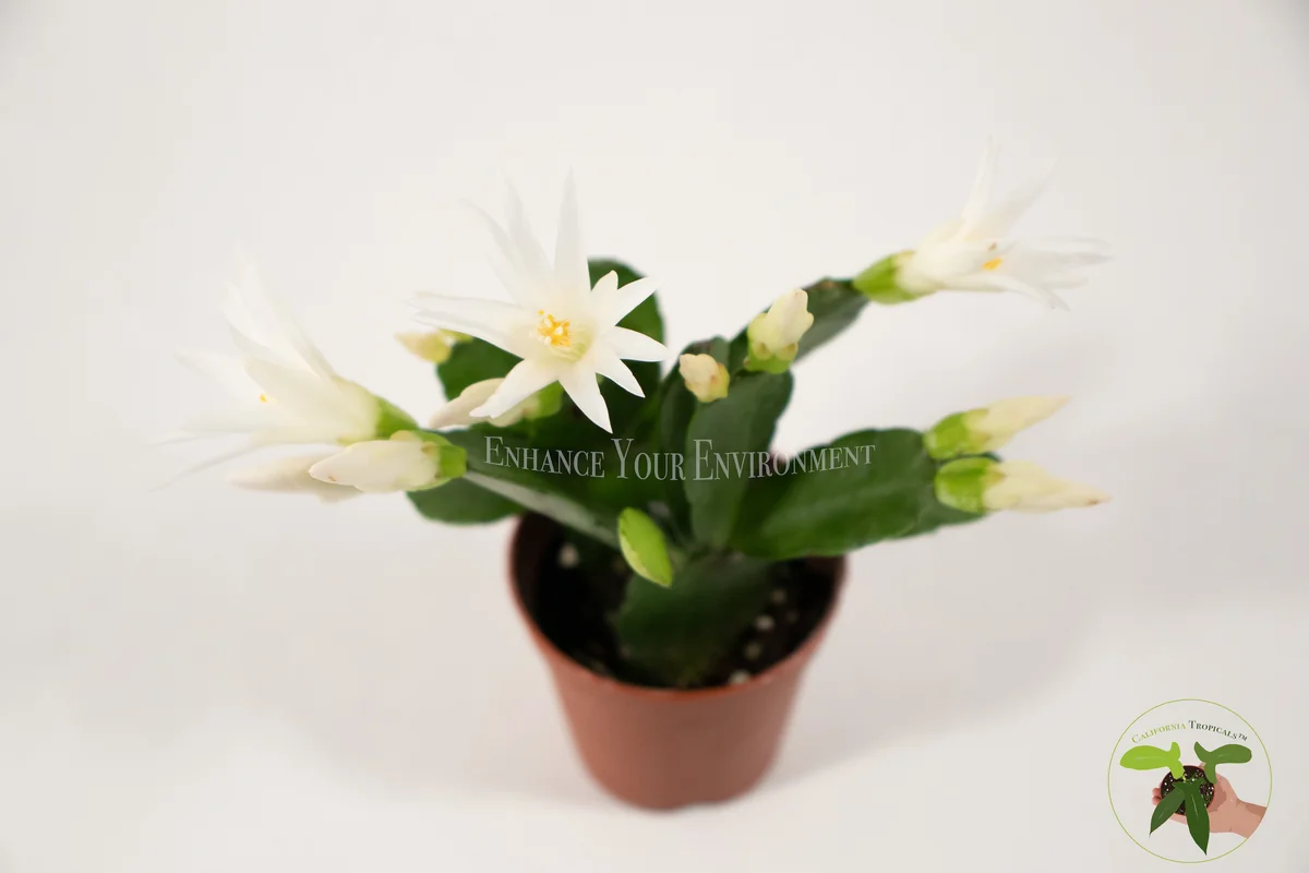Spring Cactus Surprise Color Live Plant – 2 inch Pot – Indoor Flowering Plant - Image 8