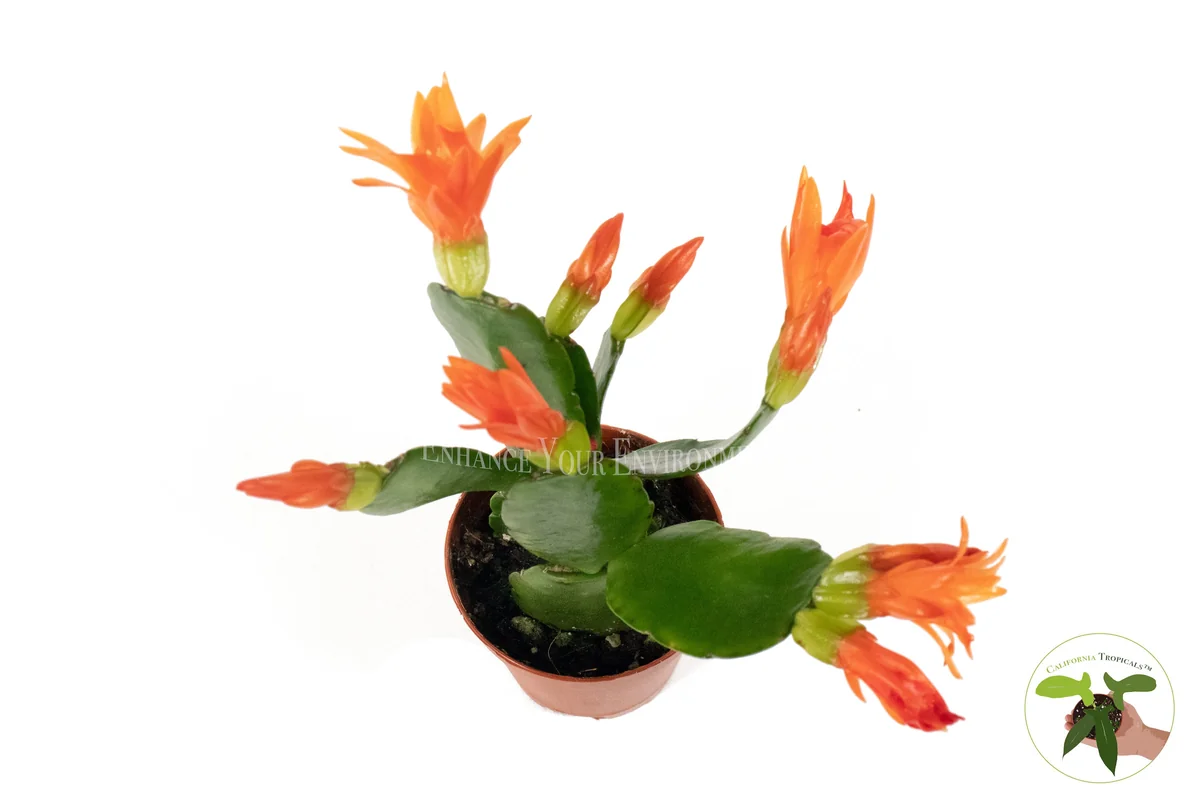 Spring Cactus Surprise Color Live Plant – 2 inch Pot – Indoor Flowering Plant - Image 1