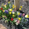 Spring Garden Bulb Mix - 50 Assorted Bulbs for Continuous Blooms, Hardy Zones 2-9, 18" Height - Image 1