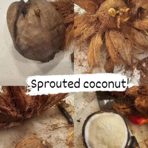 Sprouted Coconut Fruit - Cotton Candy Texture, 2-Pack, Costa Rican - Image 9