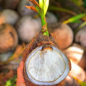 Sprouted Coconut Fruit - Unique Costa Rican Delicacy - 2 Count - Image 2