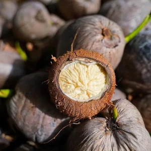 Sprouted Coconut Fruit - Unique Costa Rican Delicacy - 2 Count - Image 3