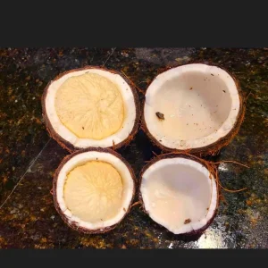 Sprouted Coconut Fruit - Unique Costa Rican Delicacy - 2 Count - Image 5