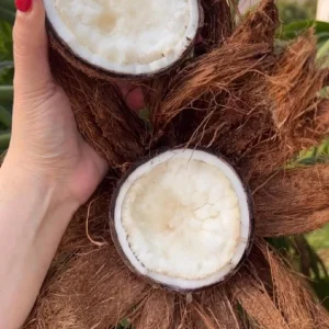 Sprouted Coconut Fruit - Unique Costa Rican Delicacy - 2 Count - Image 6