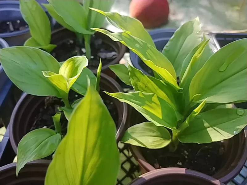 Sprouted Turmeric Live Plant - Curcuma Longa - Ready to Plant Rhizome - 1 Pack - Image 2