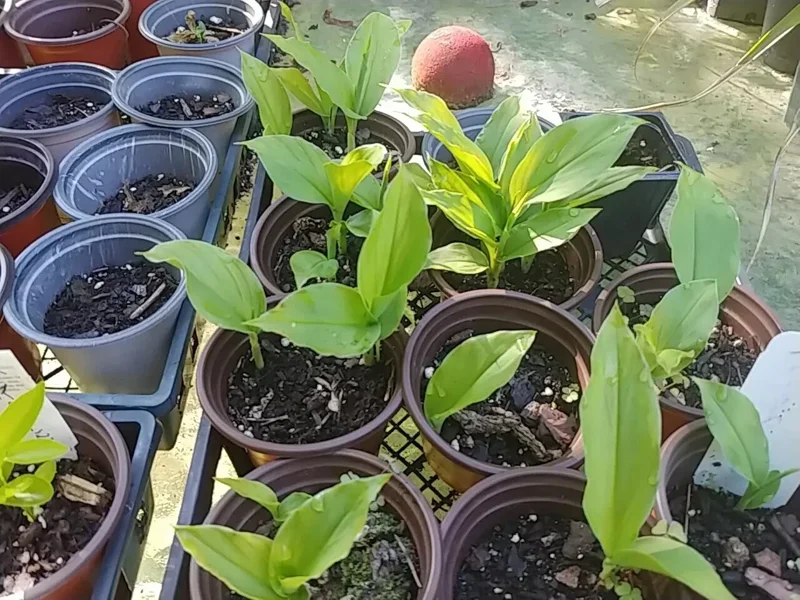 Sprouted Turmeric Live Plant - Curcuma Longa - Ready to Plant Rhizome - 1 Pack - Image 1