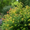 St. John's Wort Hypericum Hidcote Live Plant 12+ Inches Tall Bare Root Perennial - Image 1