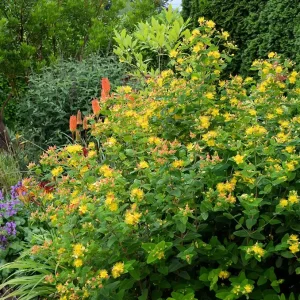 St. John's Wort Hypericum Hidcote Live Plant 12+ Inches Tall Bare Root Perennial - Image 1